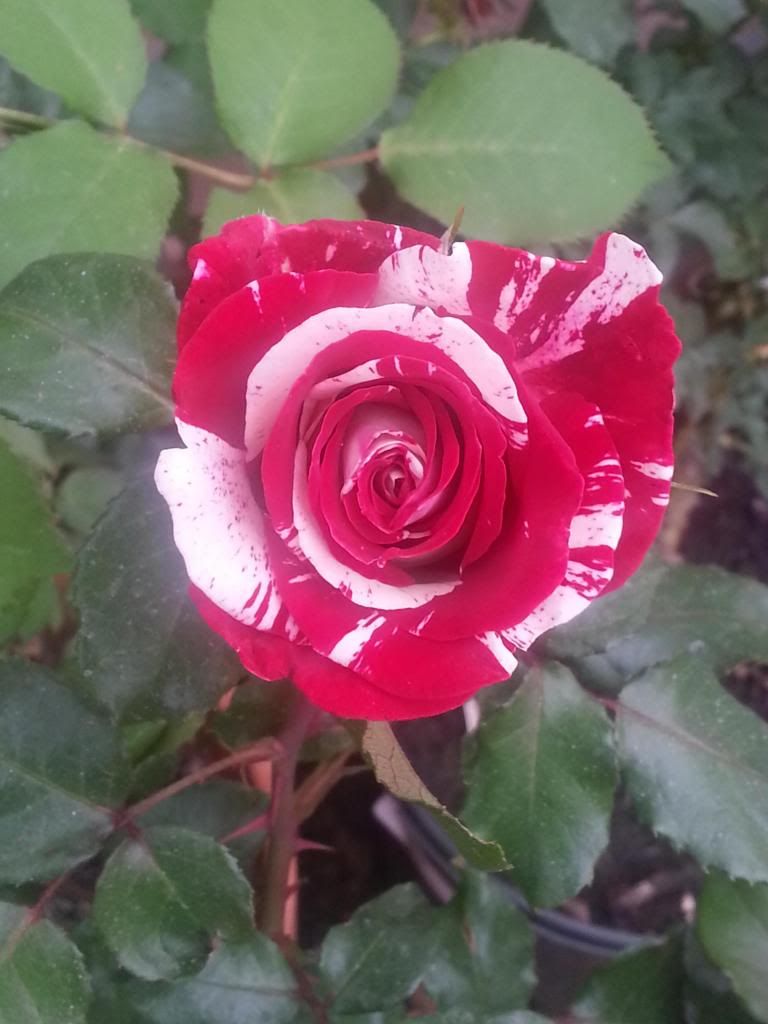 Rock&Roll rose photo 20140329_180320_zpsb23a4072.jpg